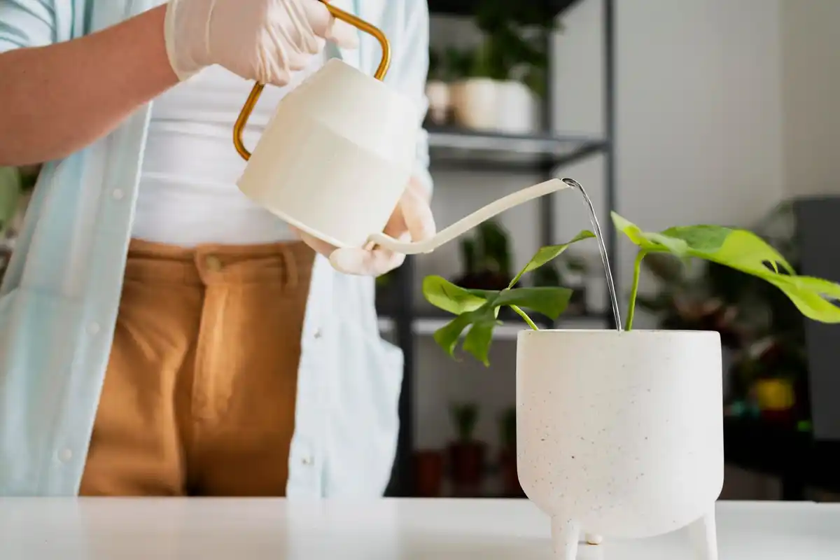 watering indoor plants with watering can