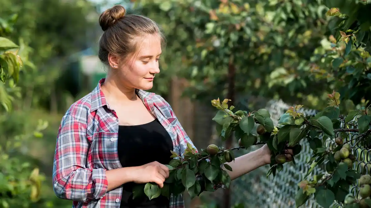 fruit shrub pruning in dutch garden