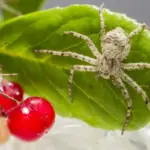 Dutch vegetable garden pests close up