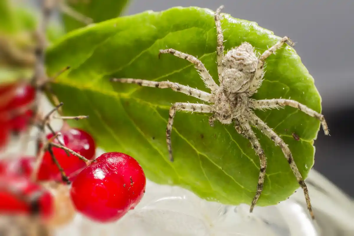 Dutch vegetable garden pests close up