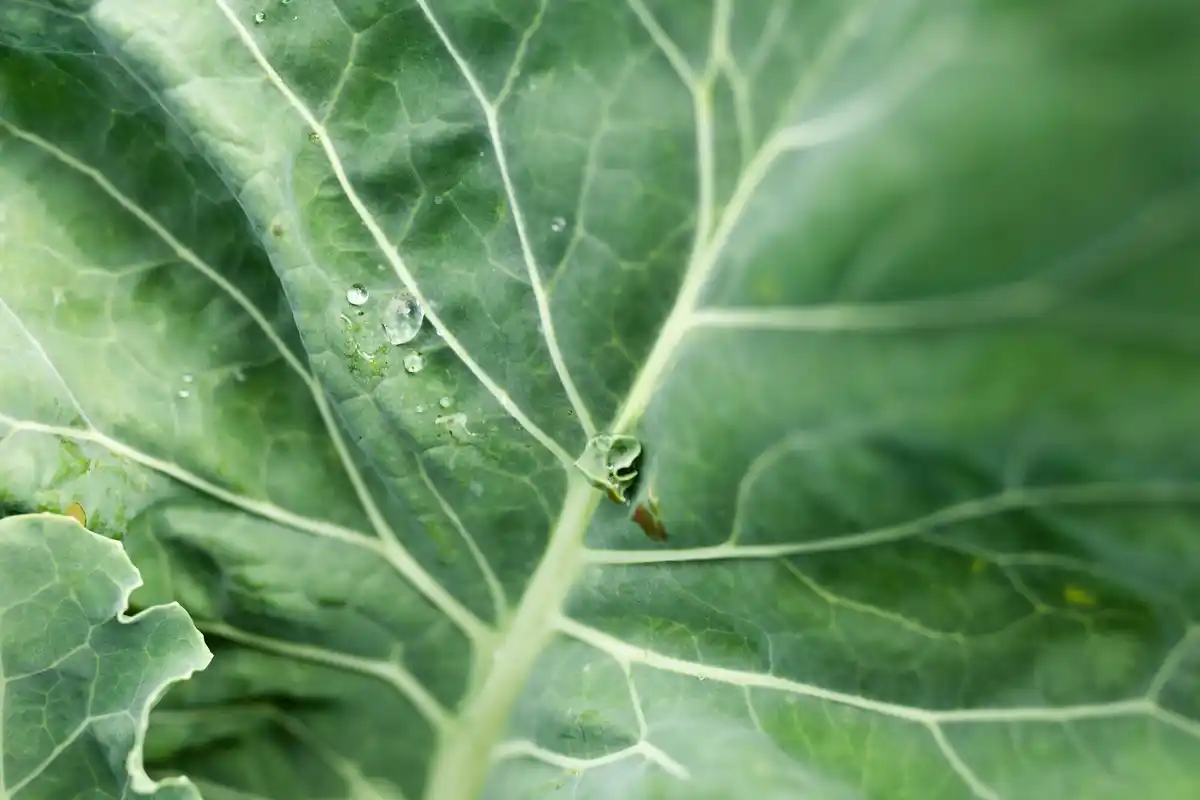 Dutch vegetable garden slugs eating lettuce leaves close up