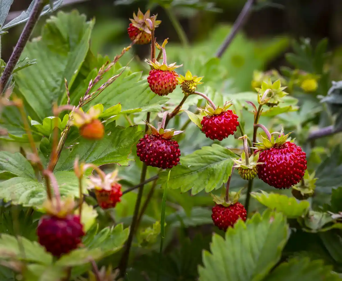dutch backyard berry garden blueberries raspberries
