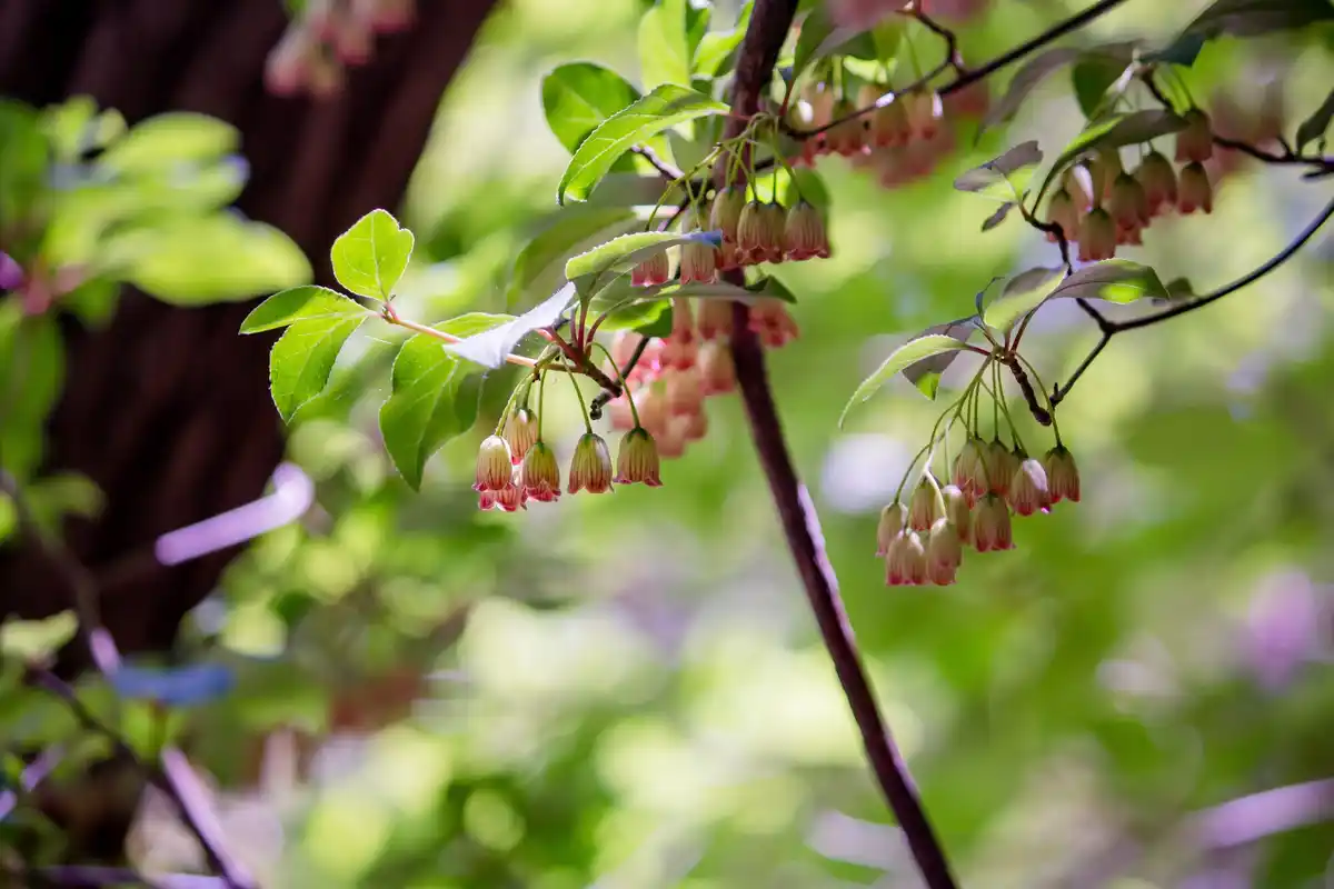 netherlands blueberry bushes garden