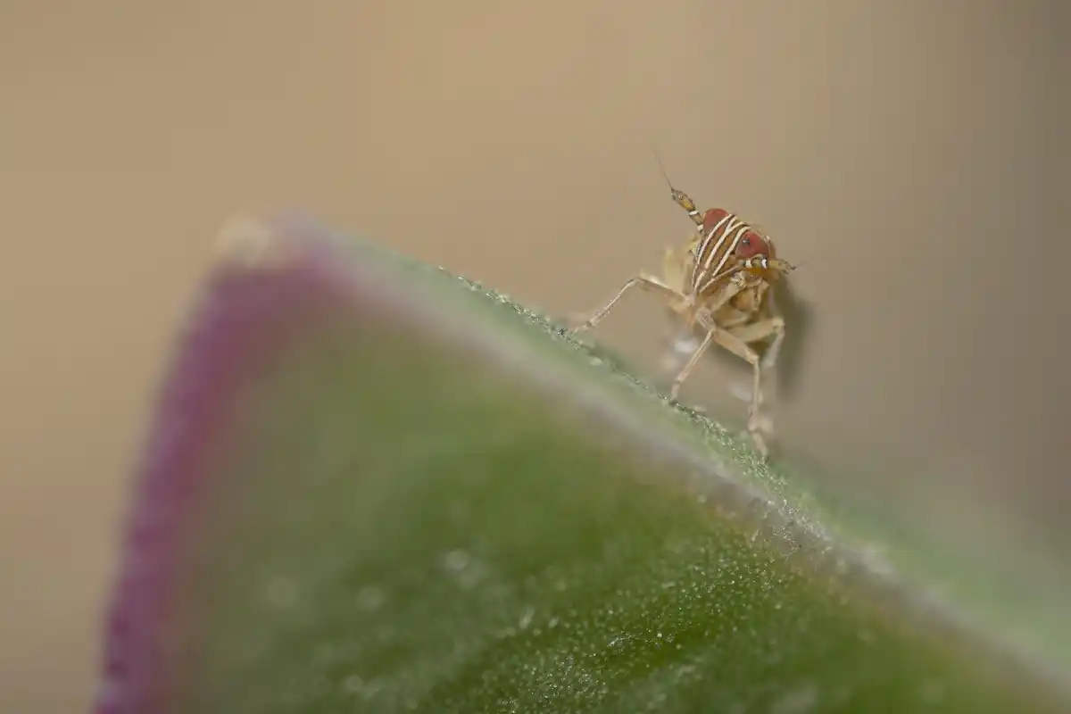 spintmijten op plant Nederland tuin lente
