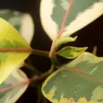 plant leaf disease early signs close up