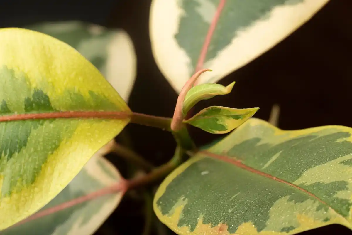 plant leaf disease early signs close up