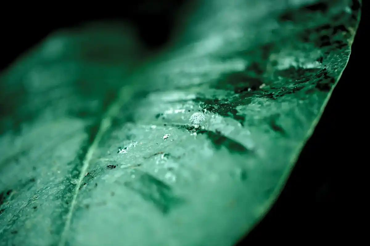 plant leaf disease closeup
