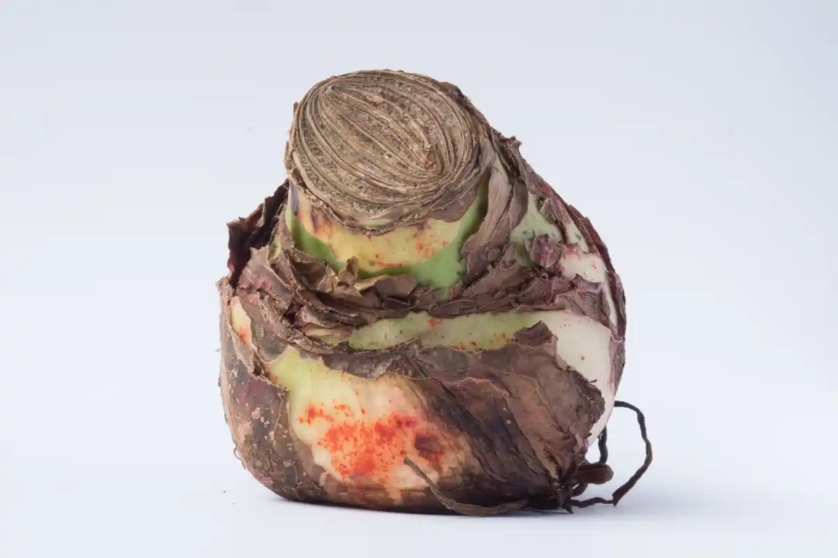 diseased garden plants close-up powdery mildew root rot