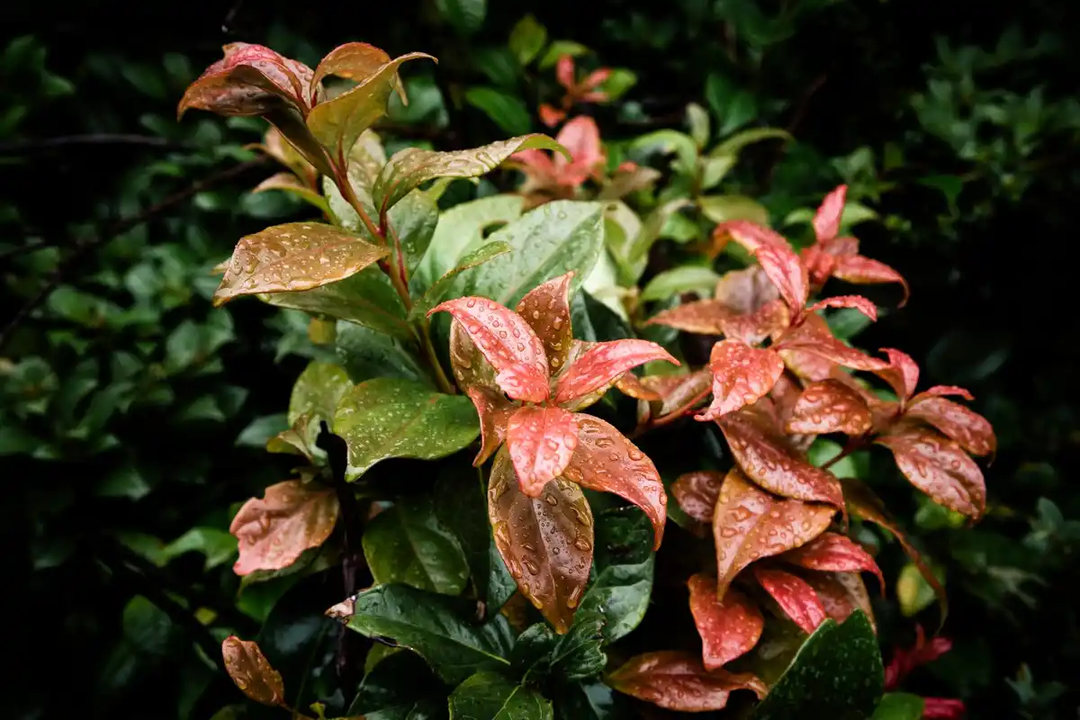 dutch garden diseased plants close-up