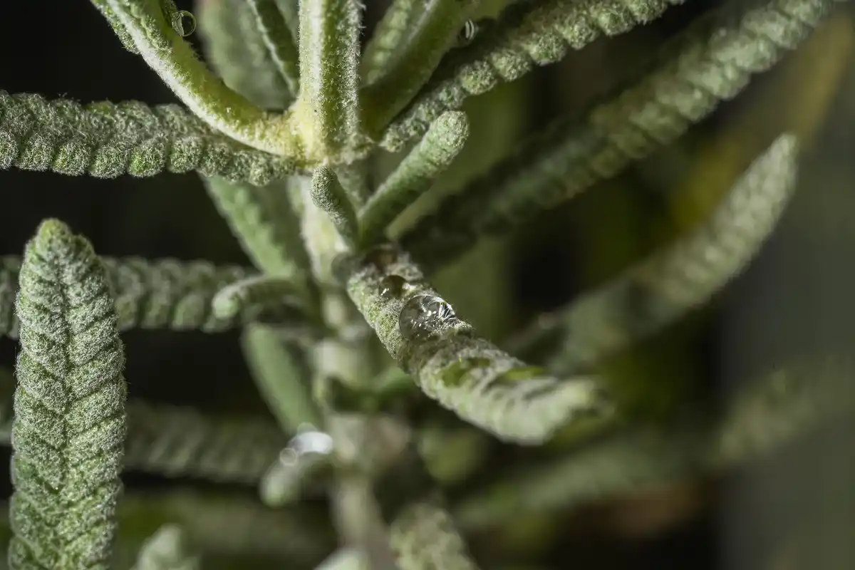 close-up of powdery mildew on garden plants