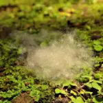 natural garden mold and insect control plants