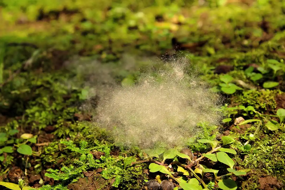 natural garden mold and insect control plants