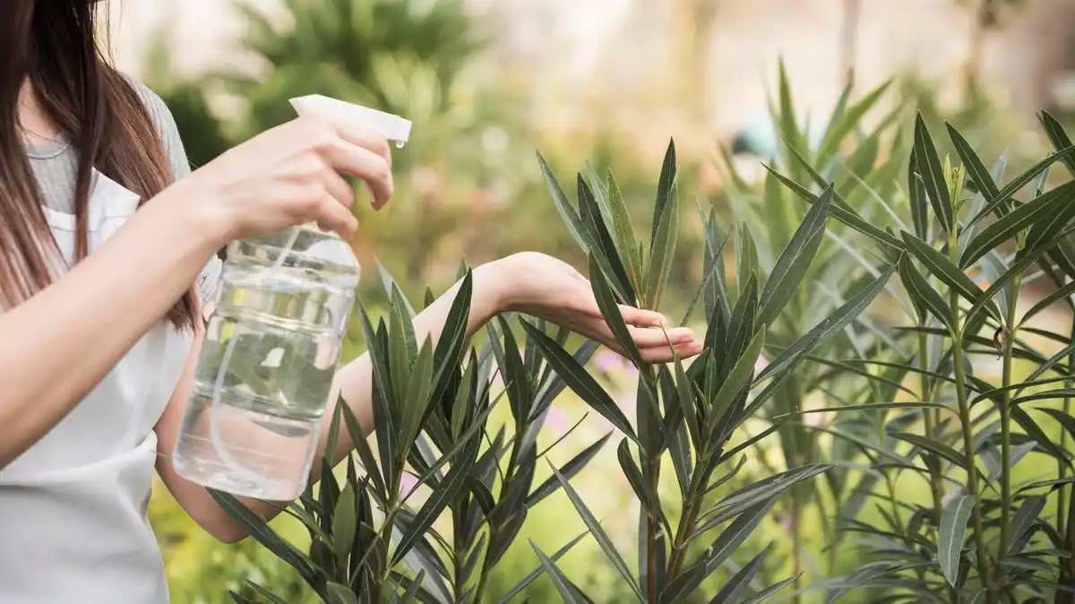 natural garden insect control herbs and plants