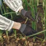 natural garden pest control garlic spray black pepper nematodes