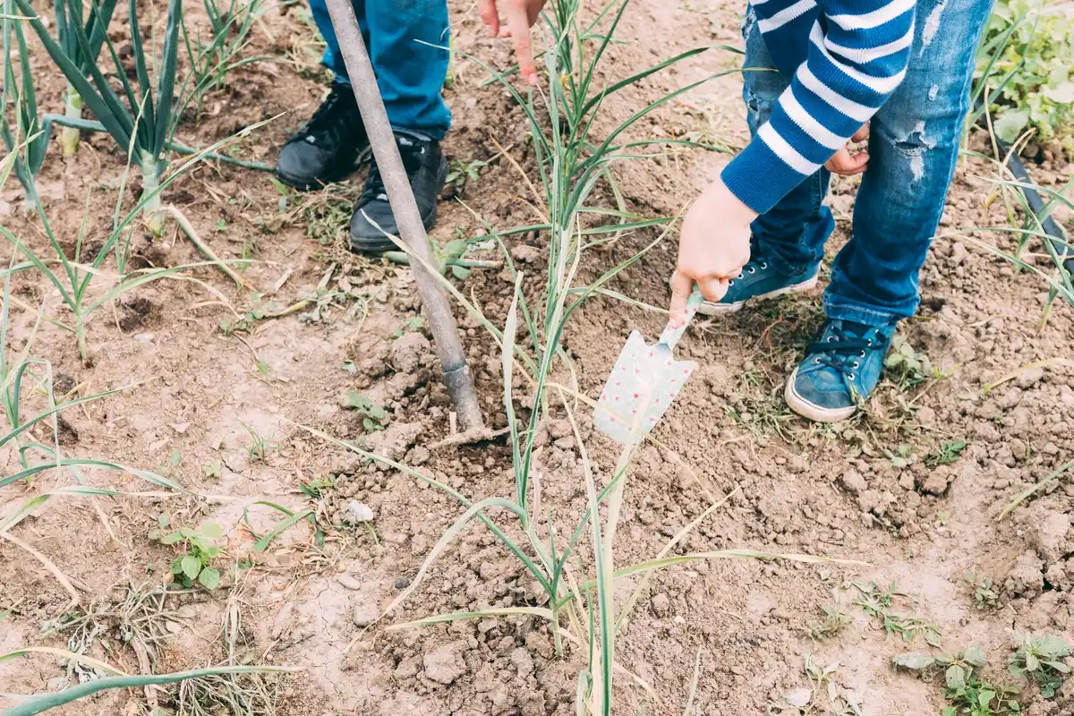 garlic spray garden pest control