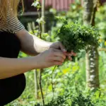 natural plant disease prevention garden herbs Netherlands