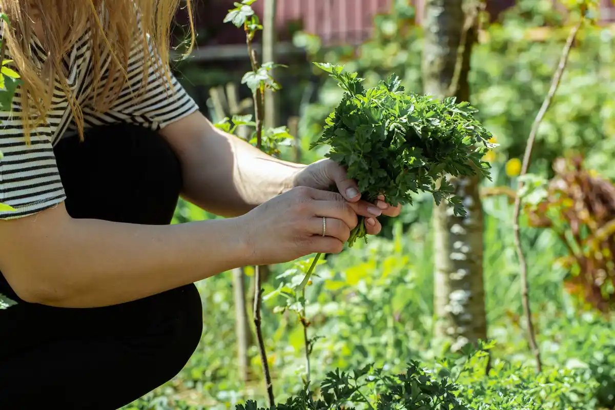 natural plant disease prevention garden herbs Netherlands