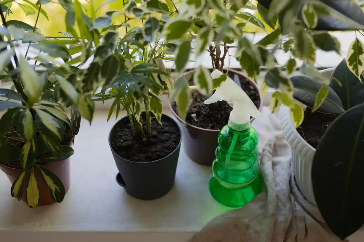 plant diseases in home garden Netherlands