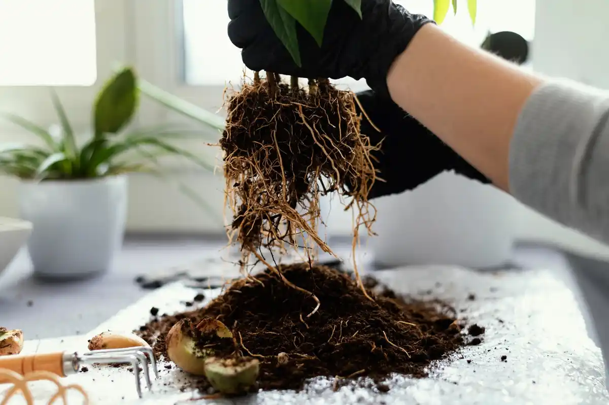 overwatered houseplant dying soil