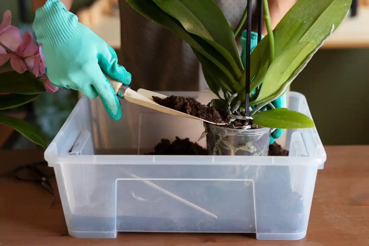 overwatering indoor plant soil