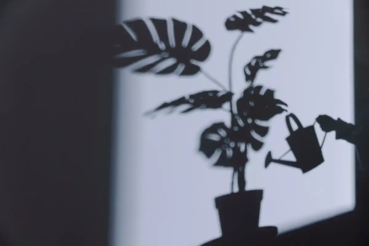 houseplant near window sunlight