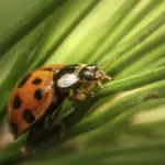 natural garden pest control ladybug aphids