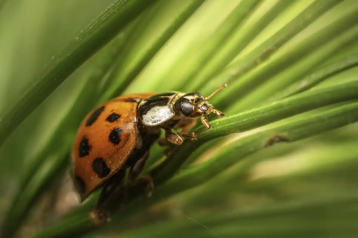 natural garden pest control ladybug aphids