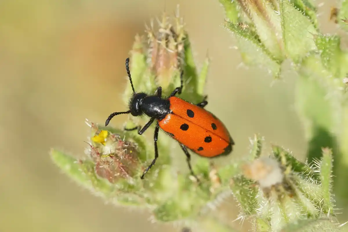 ladybug eating aphids on leaf