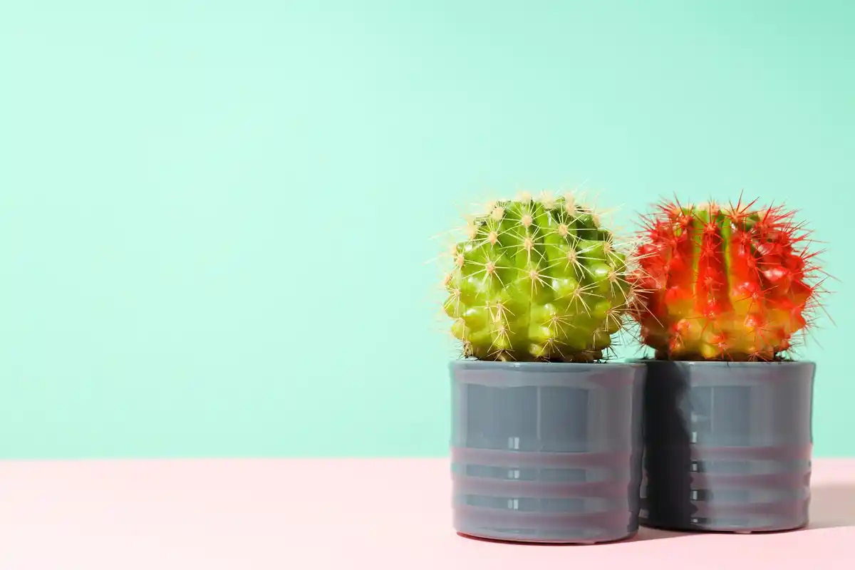 close-up healthy and unhealthy houseplants contrast