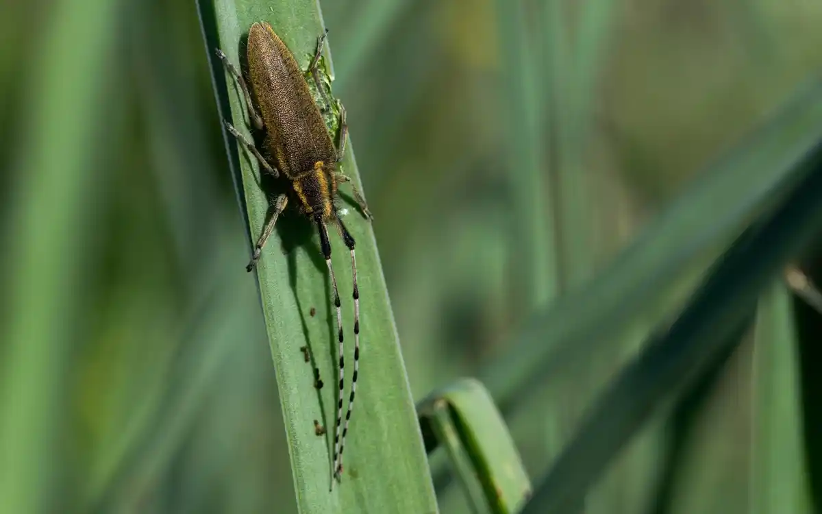 pests in vegetable garden