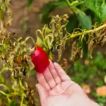 tomato leaf disease close-up garden disease plant
