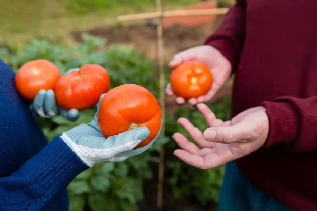 plant diseases signs on tomato leaves
