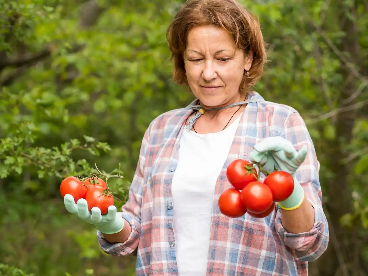 gardener checking tomato plant for disease
