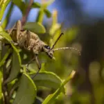dutch garden pests natural pest control slugs aphids Netherlands
