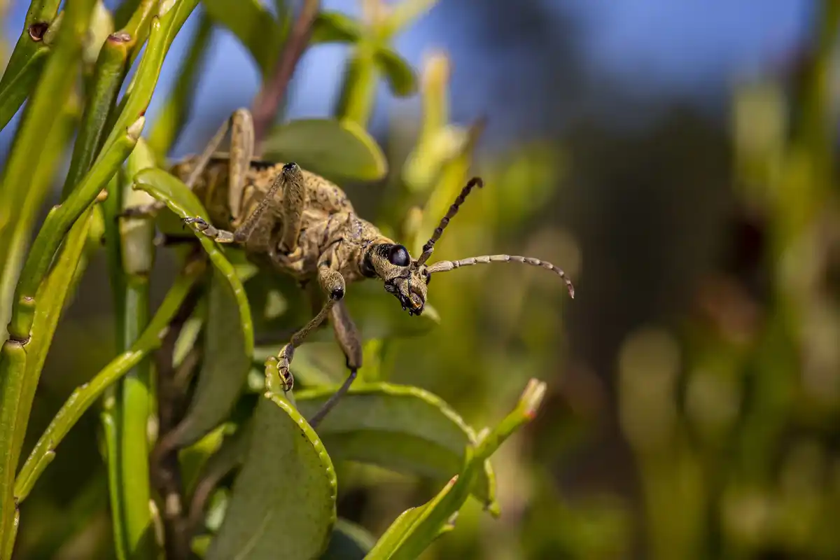 dutch garden pests natural pest control slugs aphids Netherlands