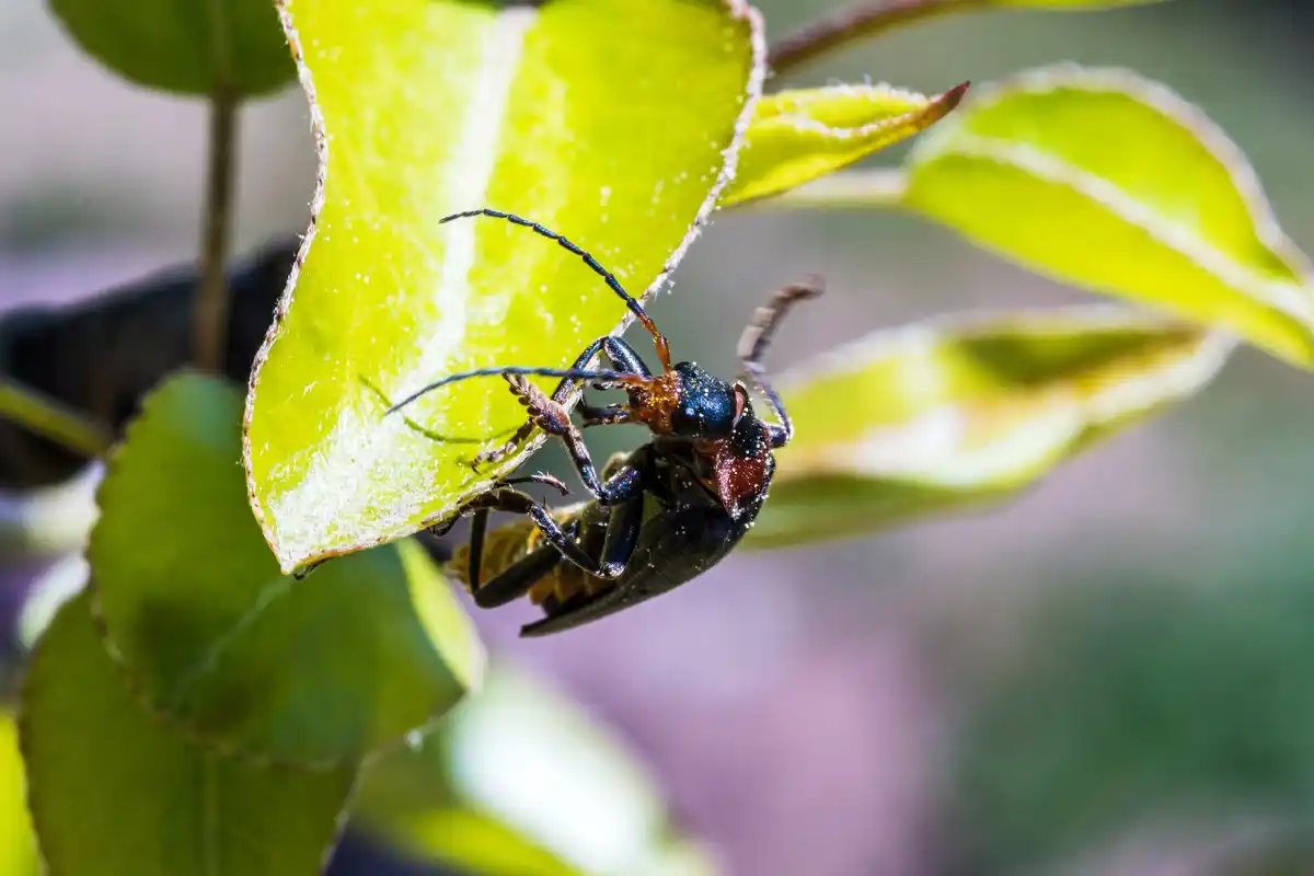 garden pests Netherlands garden slug and aphid infestation