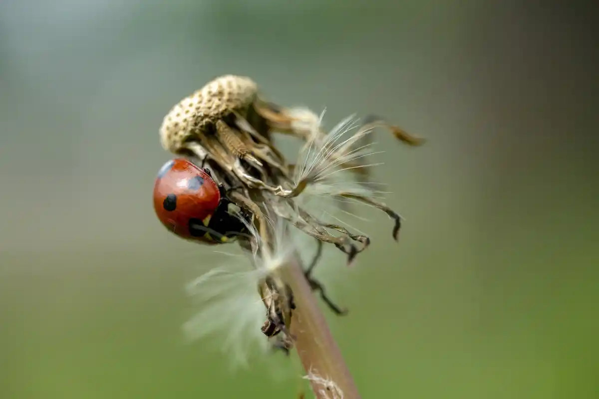 natural garden pest control Netherlands ladybugs and aphids