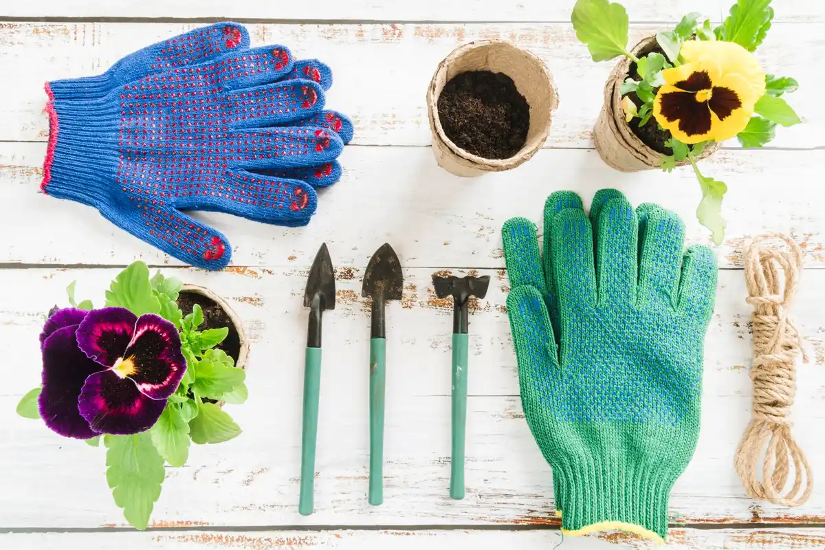 unhealthy garden plants with yellow leaves and garden tools