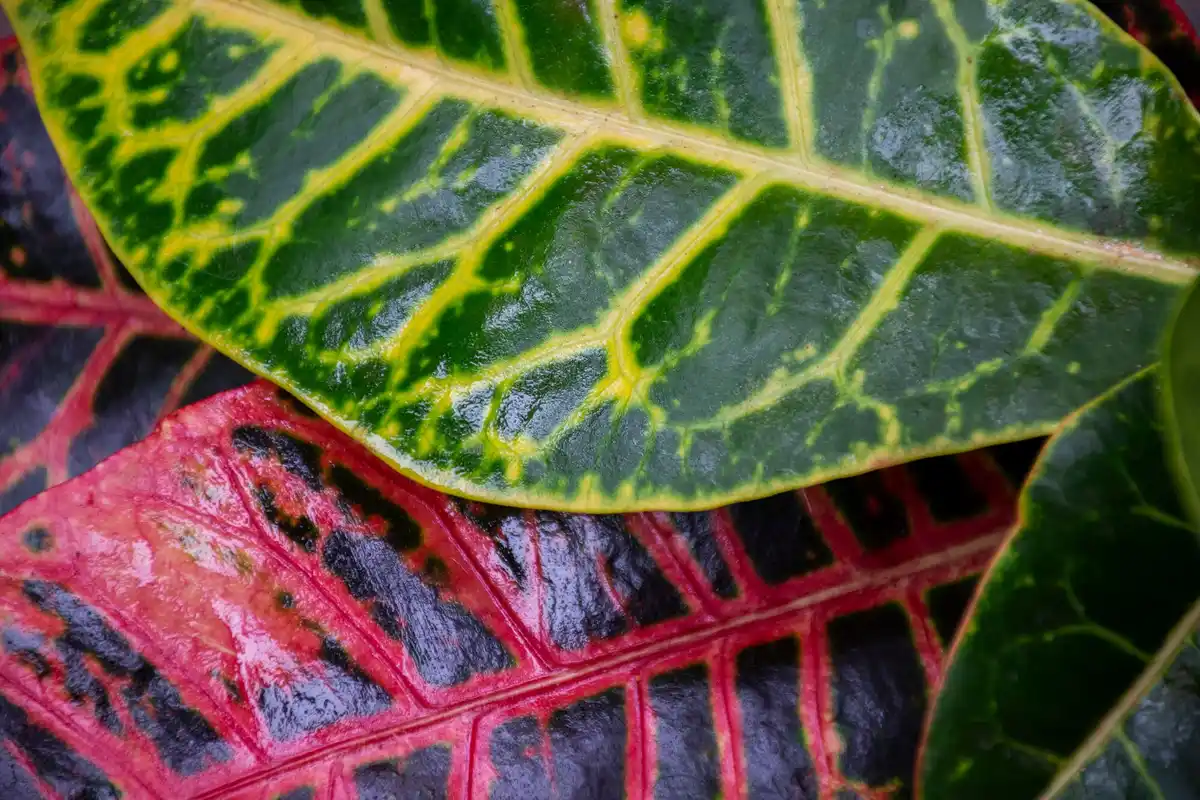 garden plants unhealthy leaves
