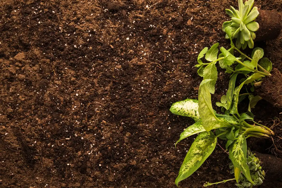 rich organic compost in garden soil close-up