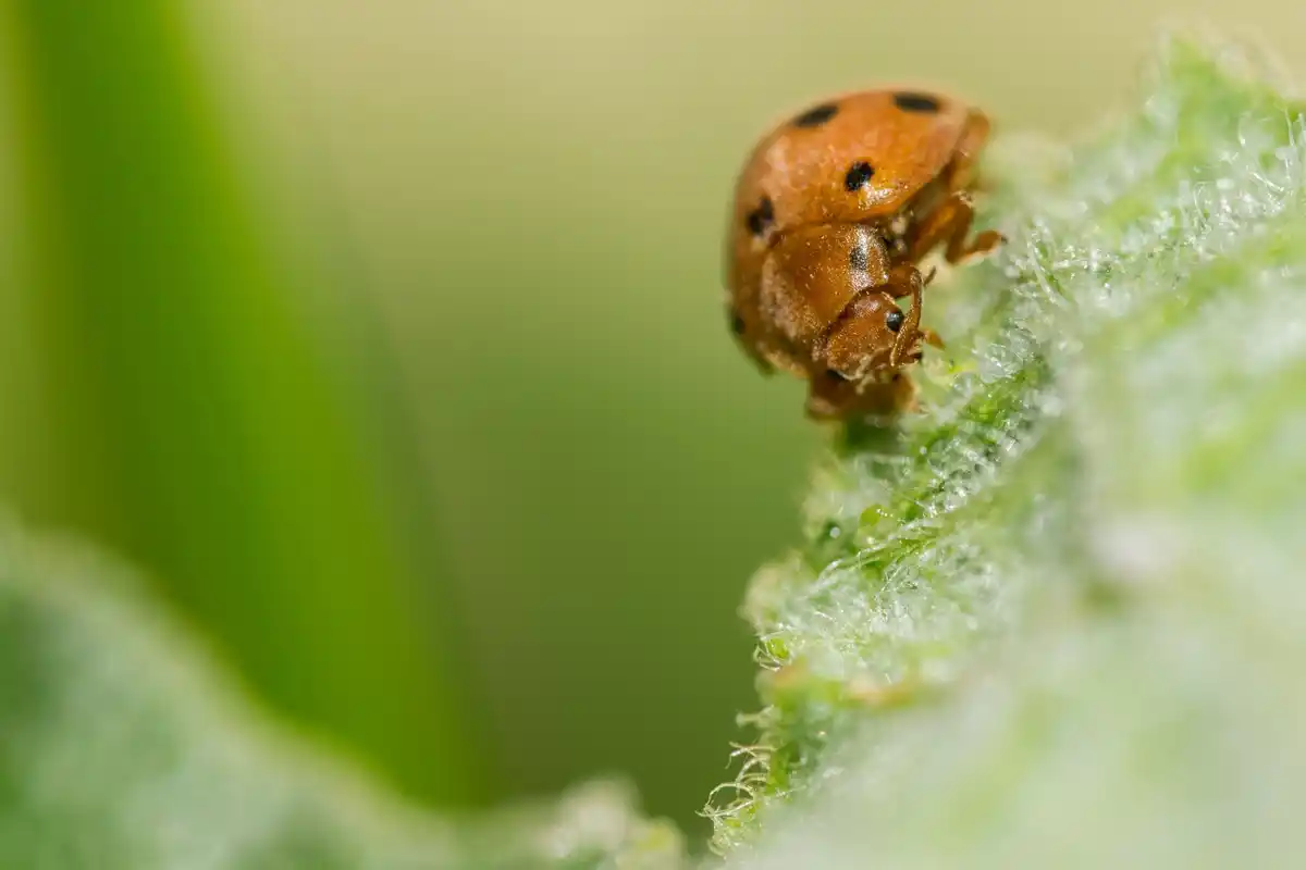 close up of ladybug on leaf in natural garden