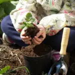 healthy organic vegetable garden soil with coffee grounds