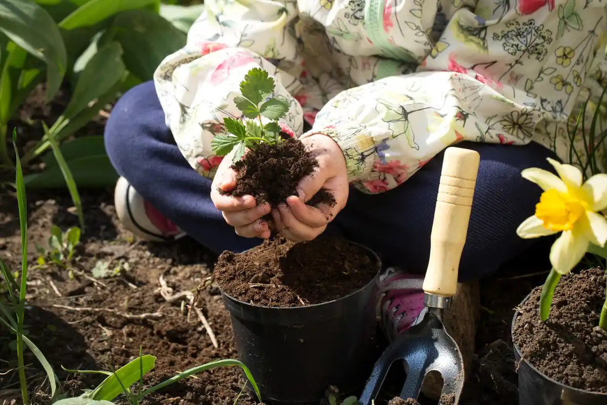 healthy organic vegetable garden soil with coffee grounds