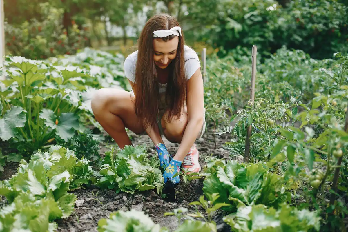 organic vegetable garden healthy soil