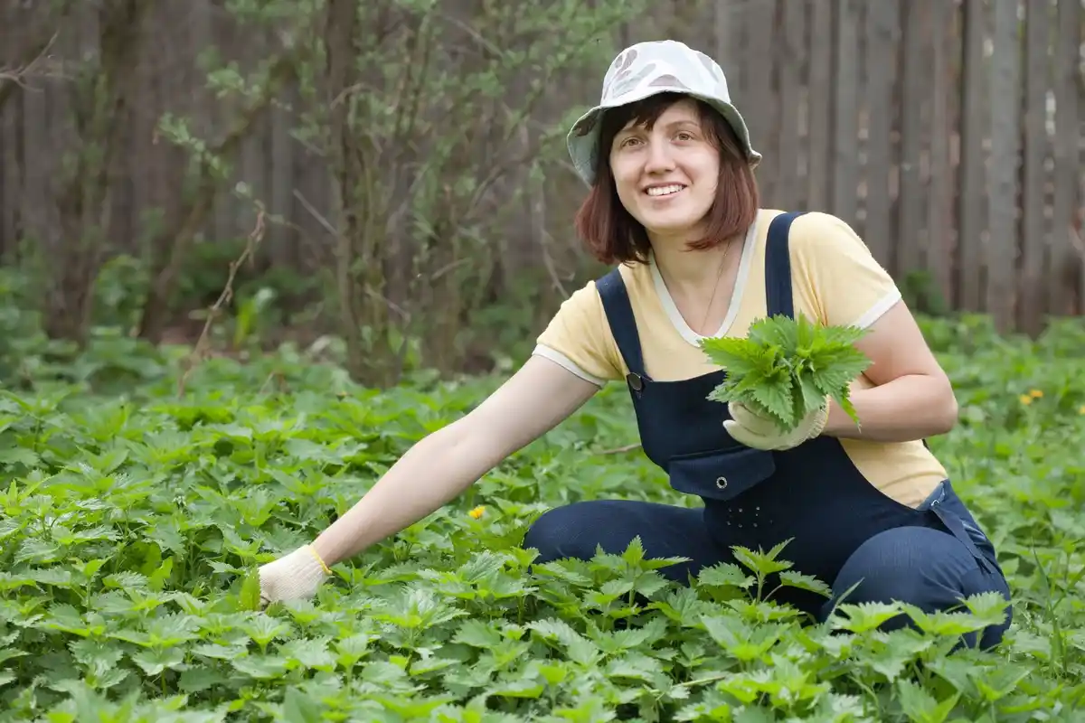 fresh nettle fertilizer homemade garden