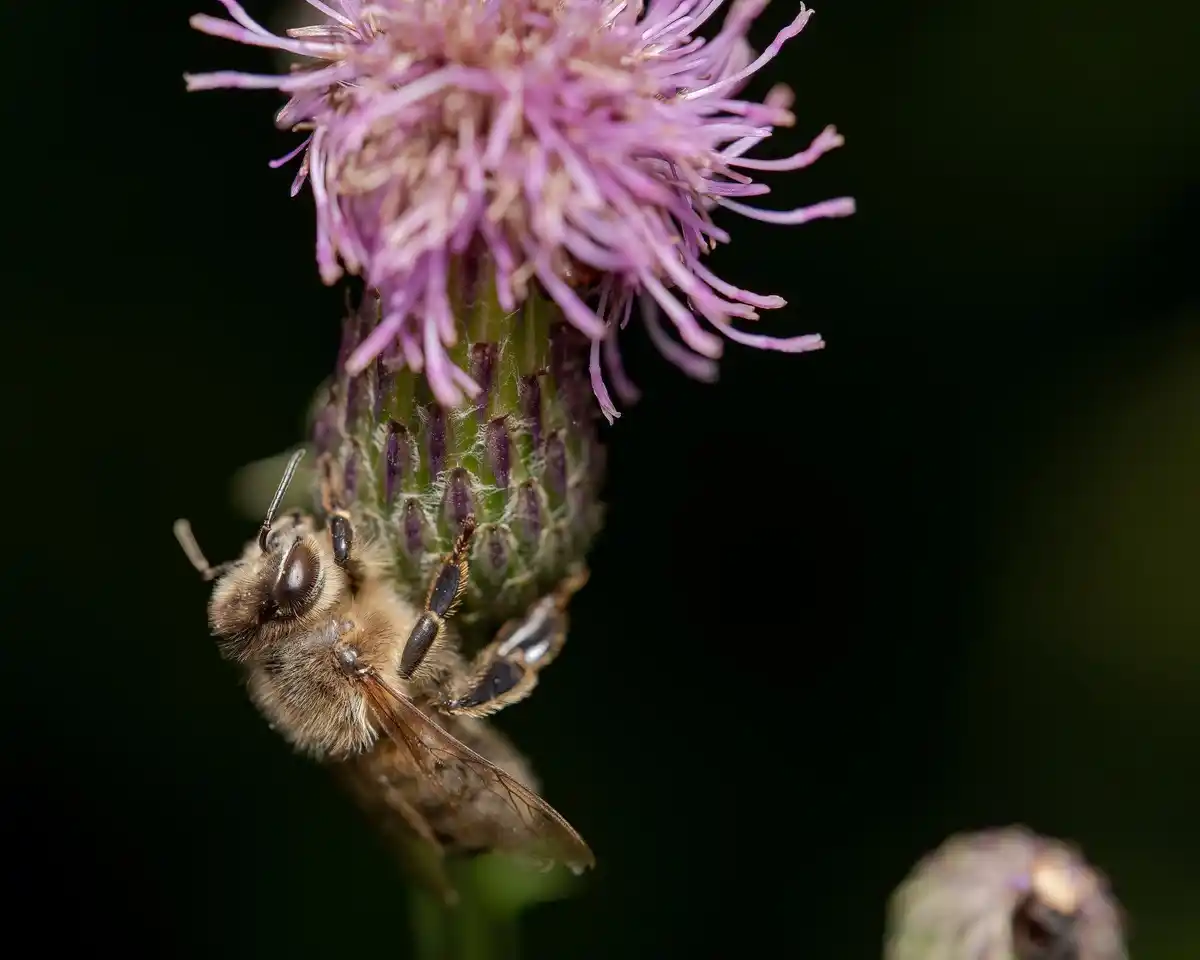 bee pollinating flowers in a backyard garden