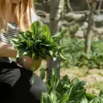 organic vegetable garden Dutch backyard thriving plants