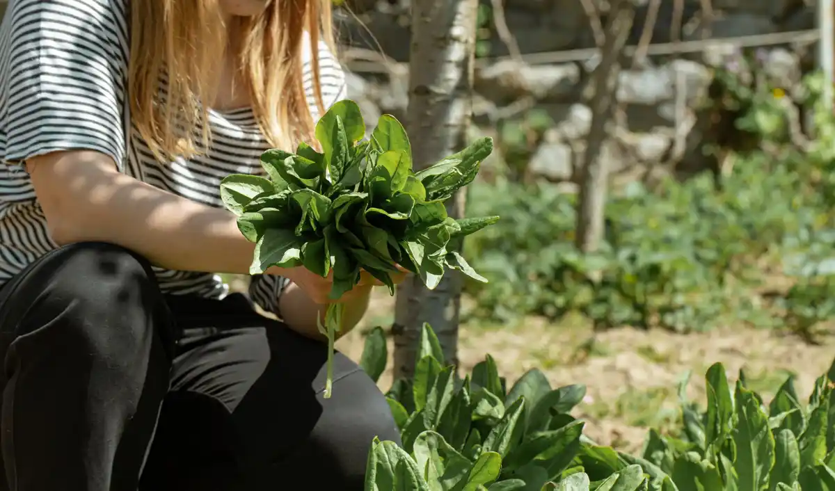 organic vegetable garden Netherlands