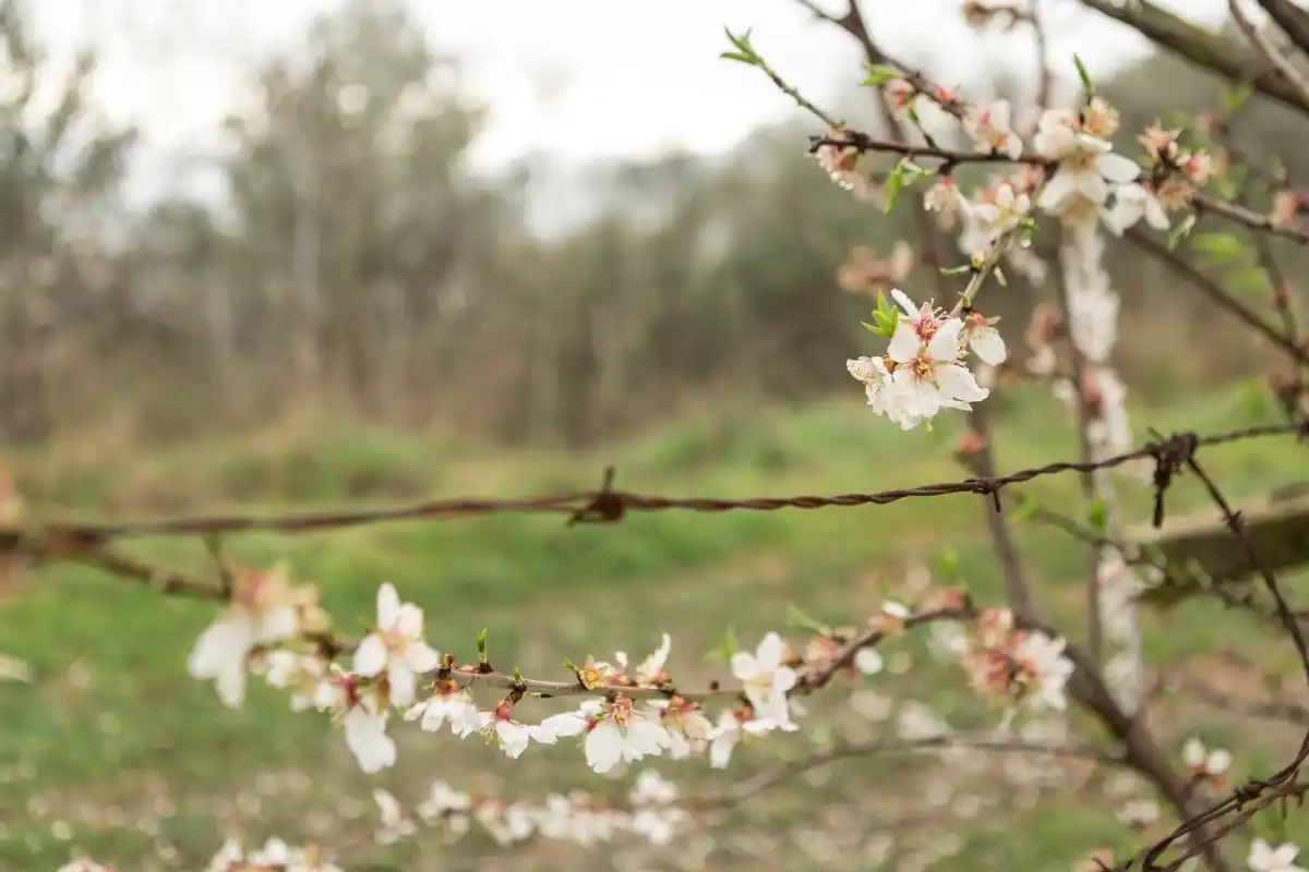 spring berry bushes garden