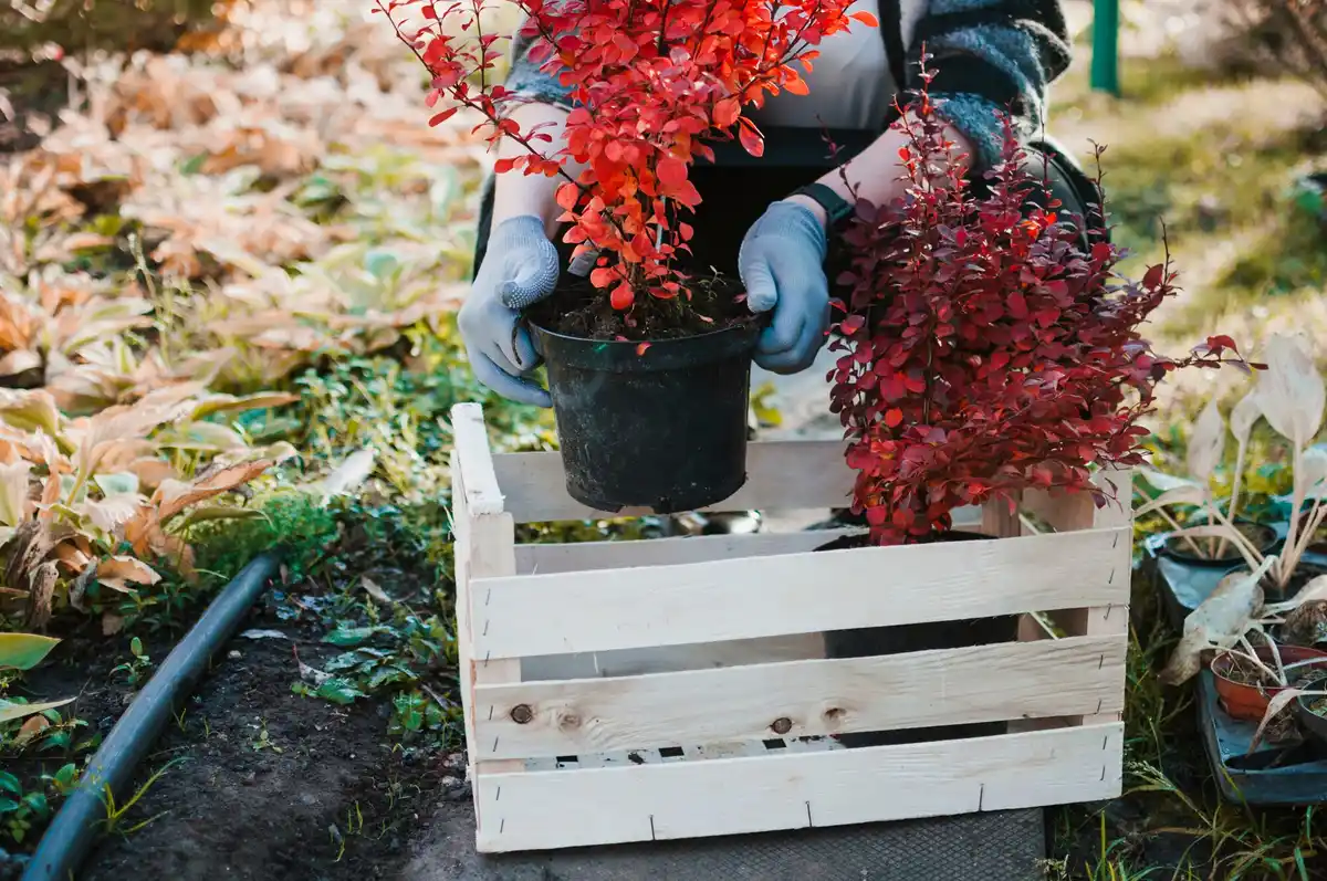 fresh mulched berry bushes spring gardening